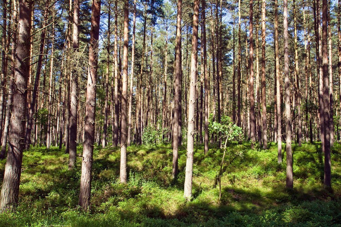 Obras de eliminación de residuos forestales mediante medios mecánicos y desbroce mecanizado procedentes de los tratamientos selvícolas que se llevan a cabo en Castilla la Mancha