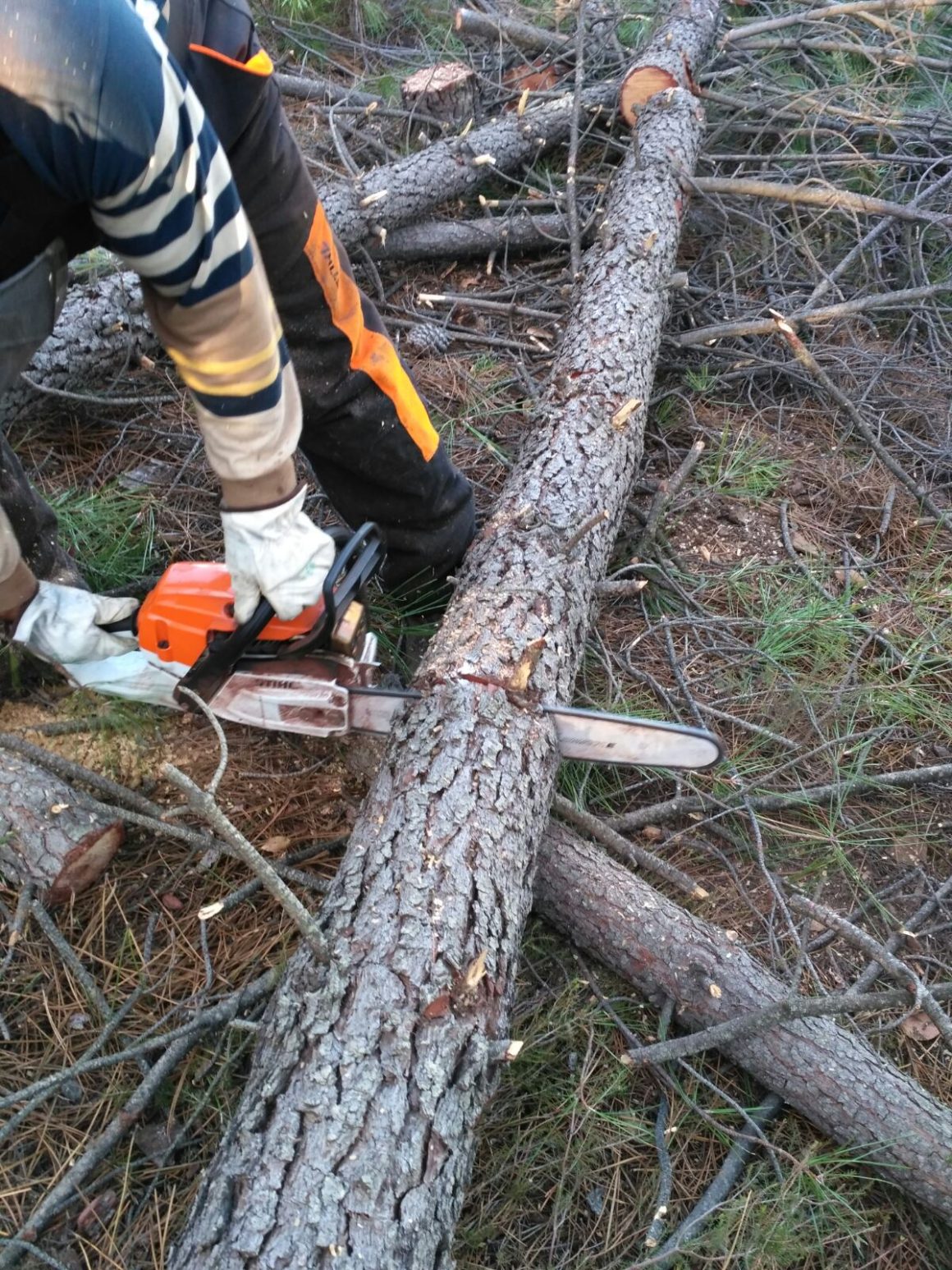 Tratamientos de recuperación do potencial forestal dañado en el Monte Alba en Valadares (Vigo) y Vigo Baixo Miño (Pontevedra)