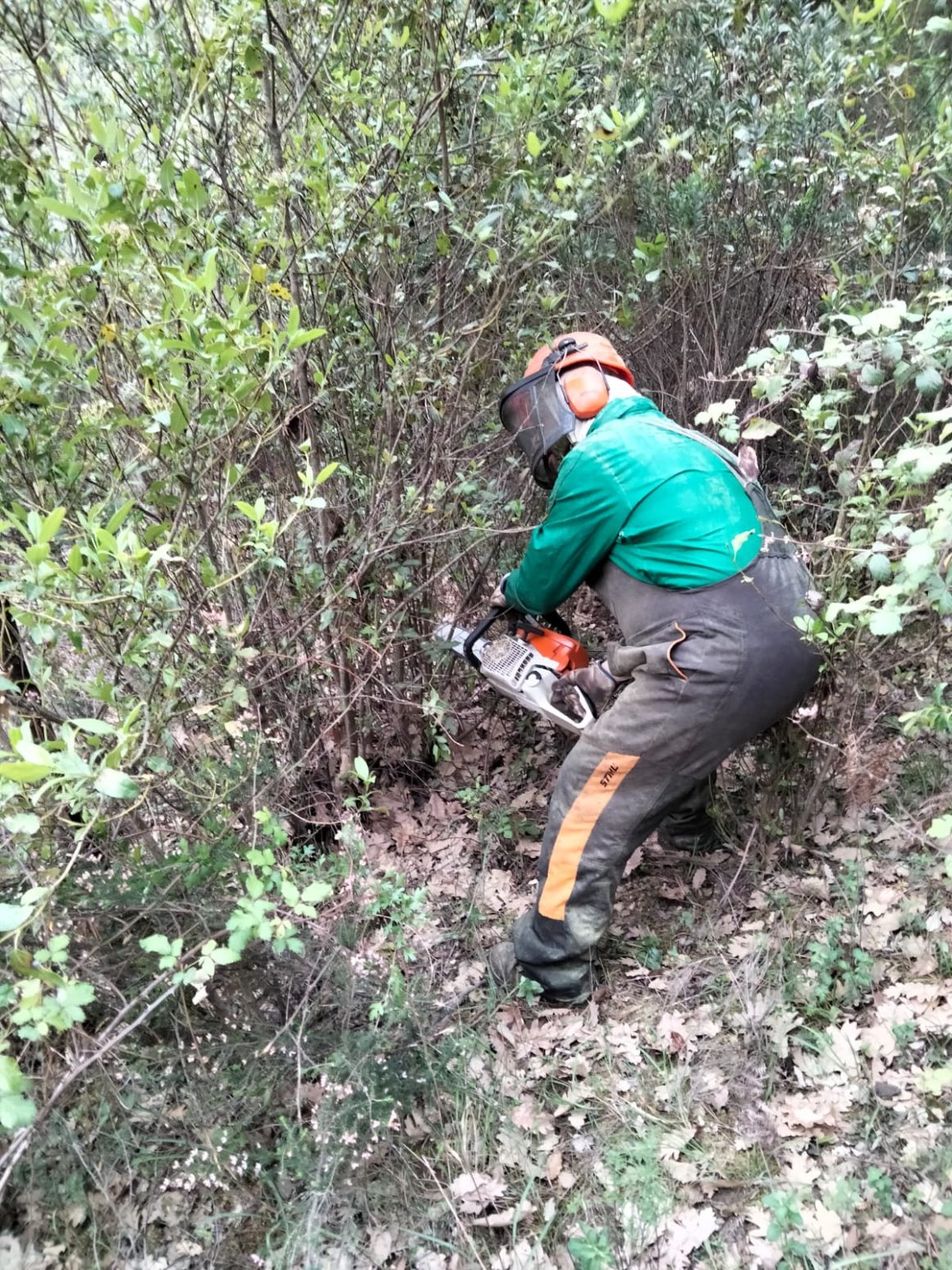 Tratamientos de recuperación do potencial forestal dañado en el Monte Alba en Valadares (Vigo) y Vigo Baixo Miño (Pontevedra)