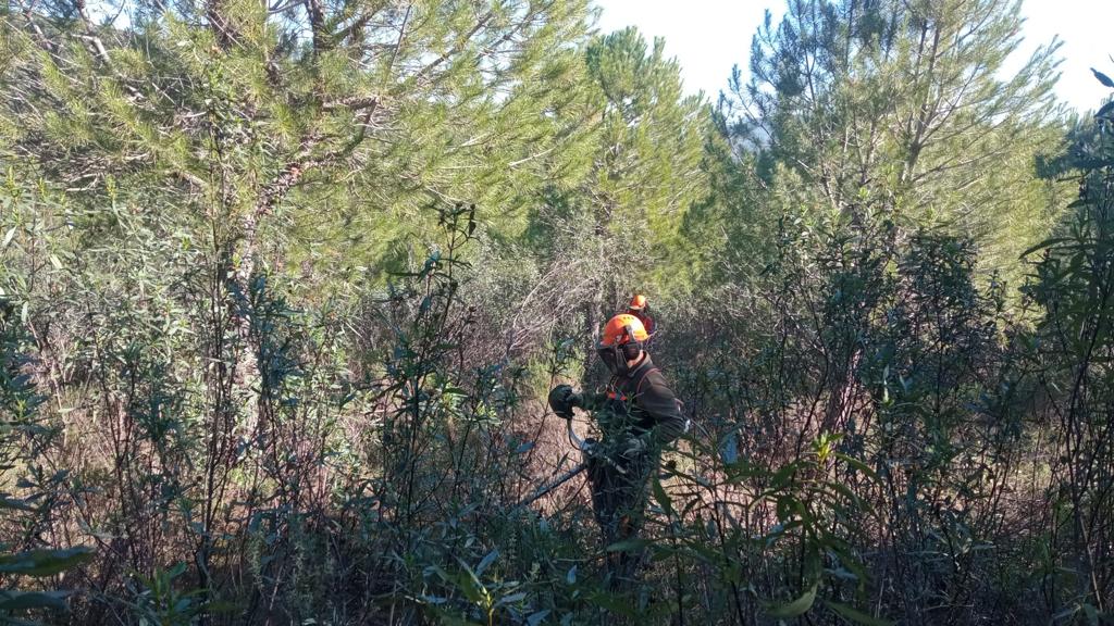 Obras de eliminación de residuos forestales mediante medios mecánicos y desbroce mecanizado procedentes de los tratamientos selvícolas que se llevan a cabo en Castilla la Mancha