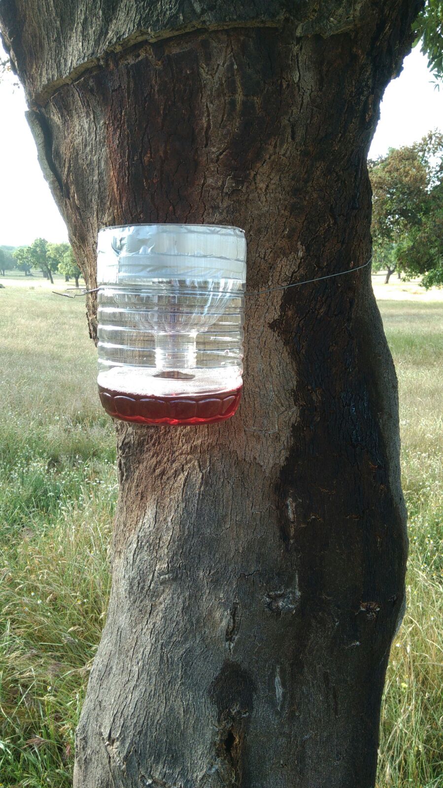 Trabajos preventivos para la conservación y mejora de las infraestructuras forestales frente a incendios en varios montes de la provincia de Badajoz