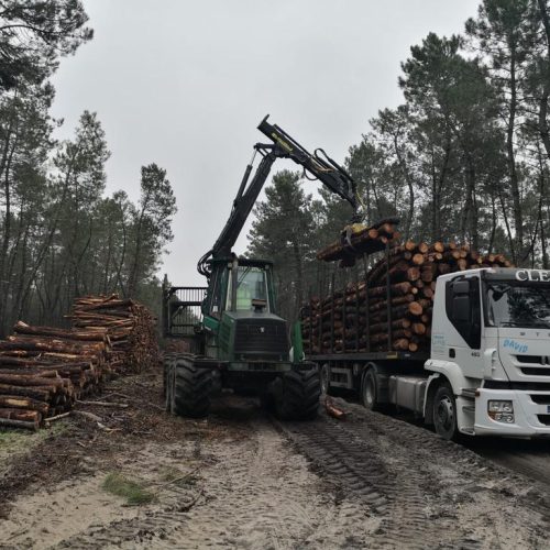 La madera, un aprovechamiento que mejora los bosques