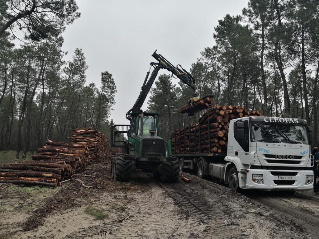 La madera, un aprovechamiento que mejora los bosques