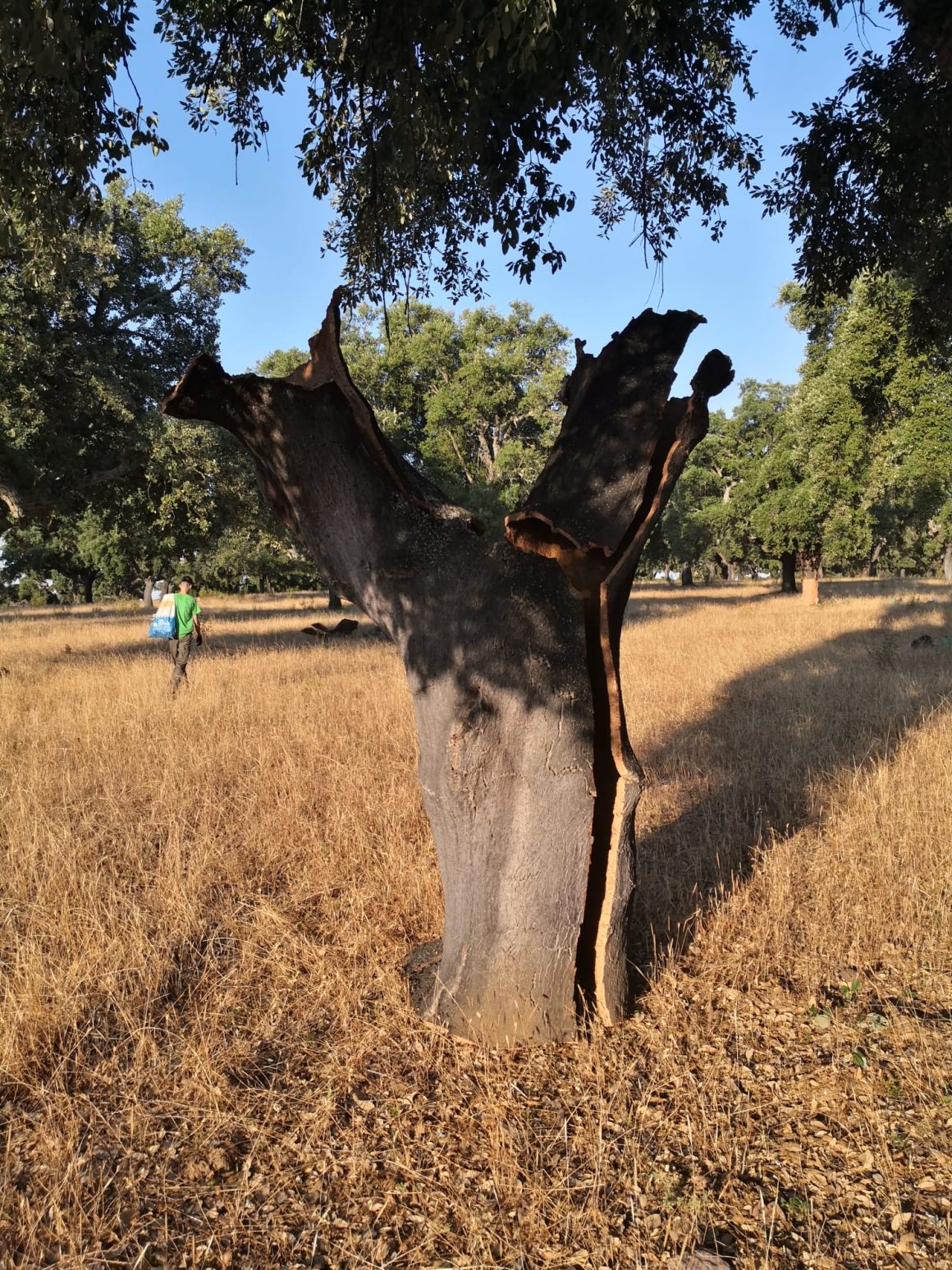 Aprovechamientos de corcho (Quercus Suber) en finca privada de Extremadura