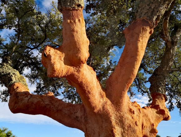Aprovechamientos de corcho (Quercus Suber) en finca privada de Extremadura