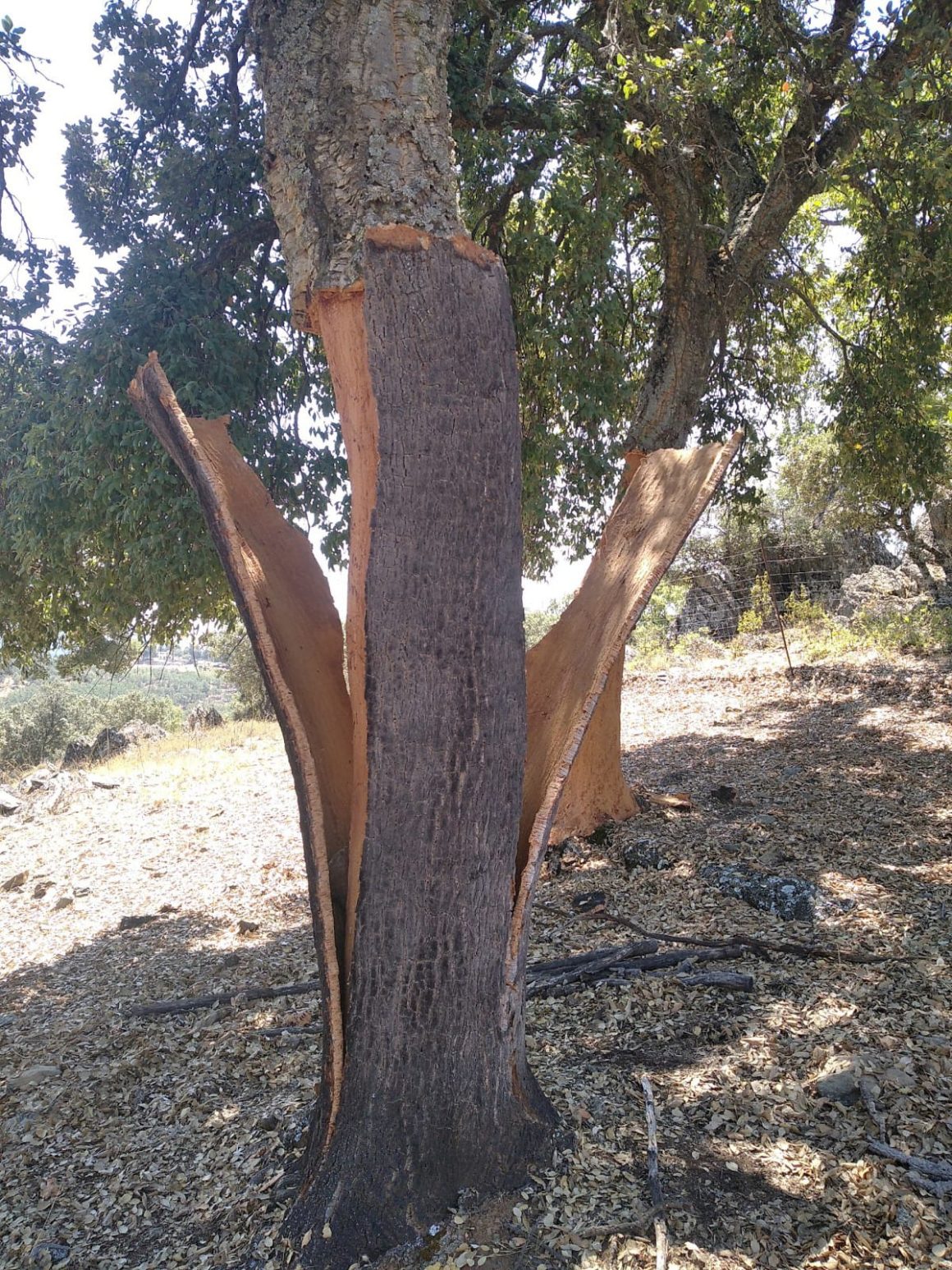 Aprovechamientos de corcho (Quercus Suber) del monte de utilidad pública Tierras de Talavera, propiedad del ayuntamiento de los Navalucillos (Toledo)