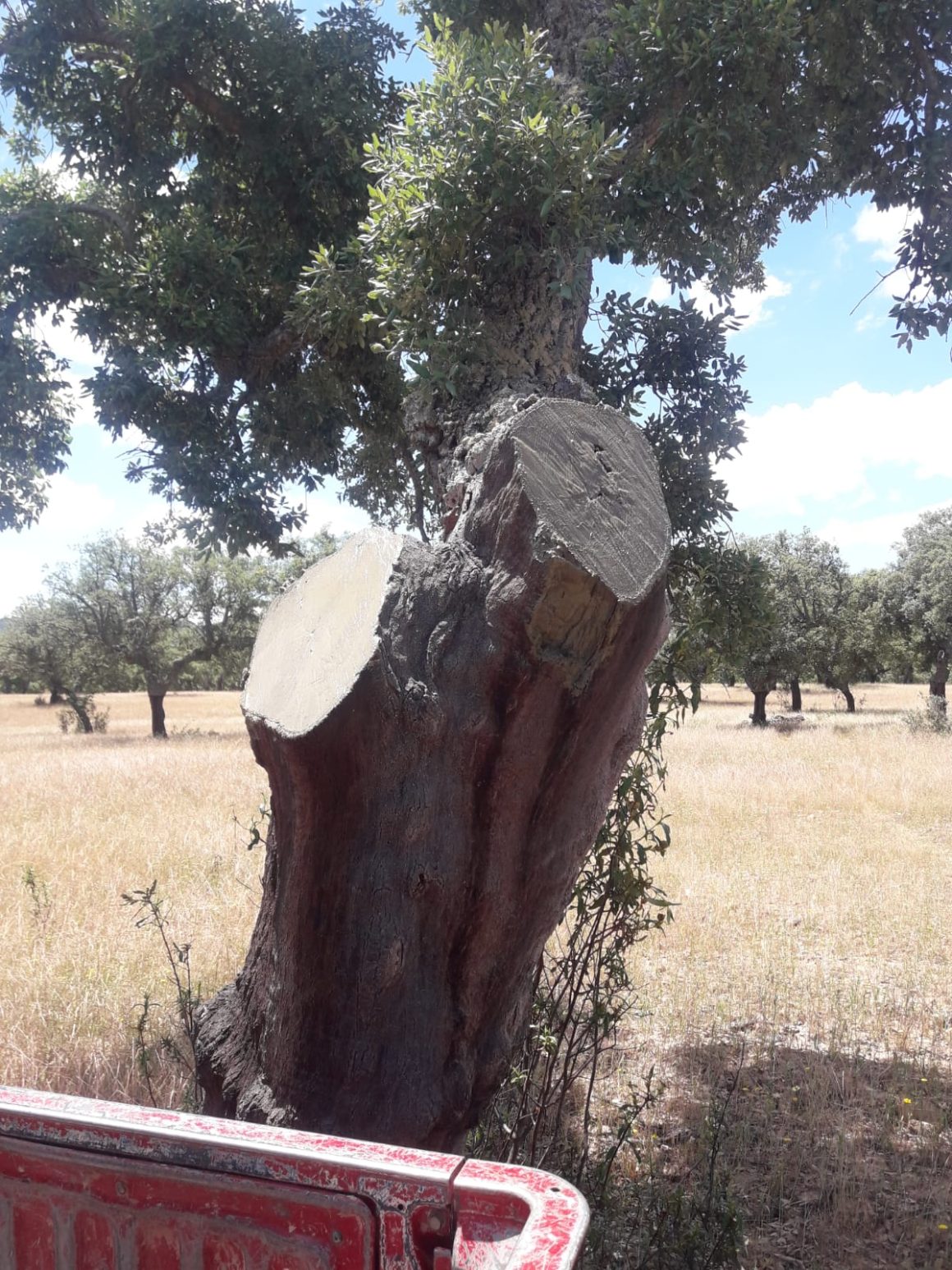 Trabajos preventivos para la conservación y mejora de las infraestructuras forestales frente a incendios en varios montes de la provincia de Badajoz